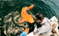 Pescadores encontraron un extraño tiburón de piel naranja naranja