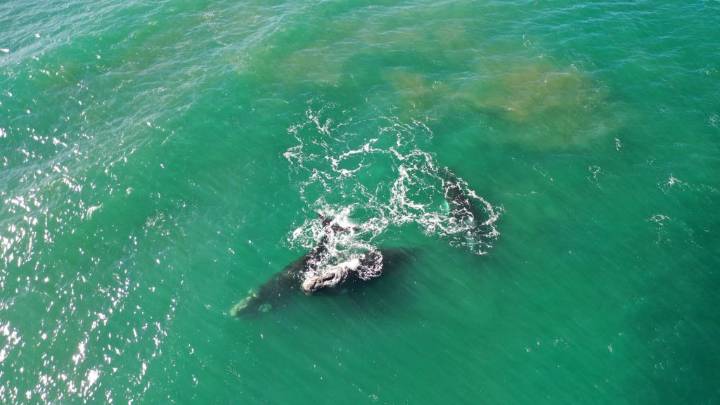Crearon un canal de Whatsapp para el avistaje de ballenas