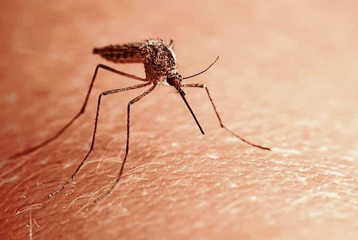 18 Phillipsburg streets targeted in controlling disease