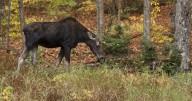 Ontario hunters fined for shooting moose from roadway