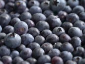 Nación Berries, impulso a la producción de arándano colombiano en el mundo