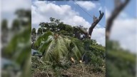 Denuncian tala de árboles en la carrera 8 en Cali, frente a la Base Aérea, para posible instalación de cámaras de seguridad