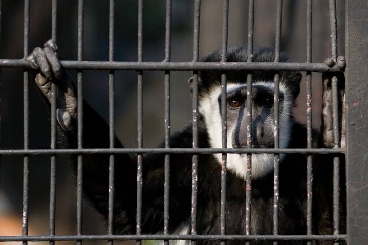 New Jersey man gets 4 years for buying torture videos of monkeys