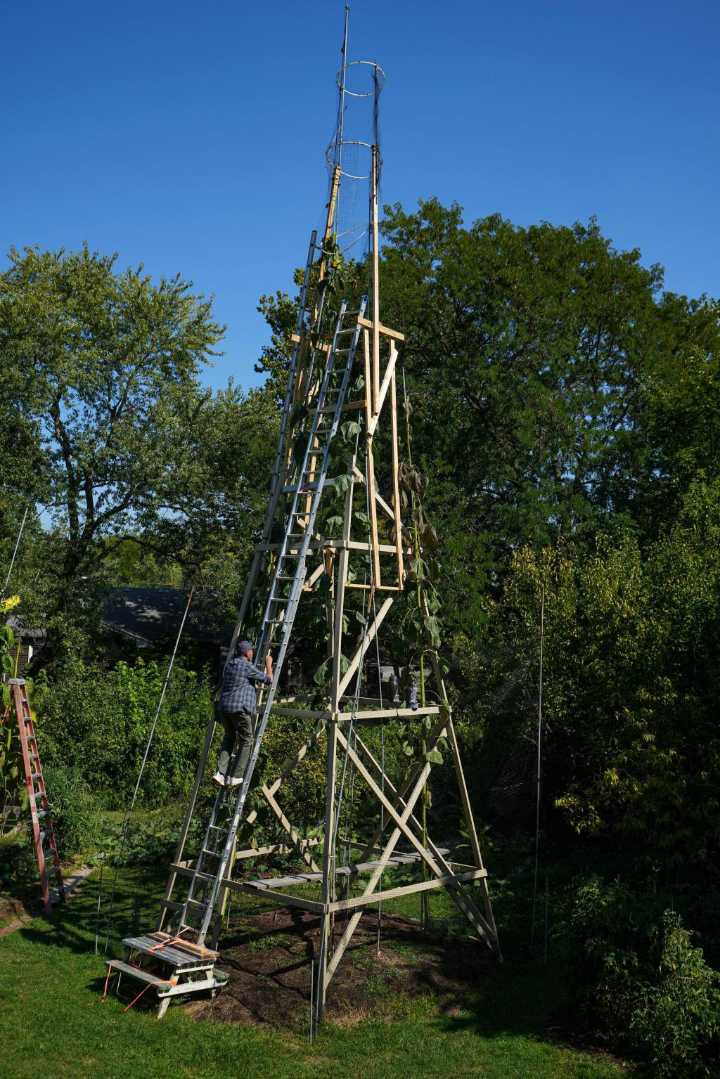 The world’s tallest sunflower blooms in an Indiana backyard as a tribute to Ukraine