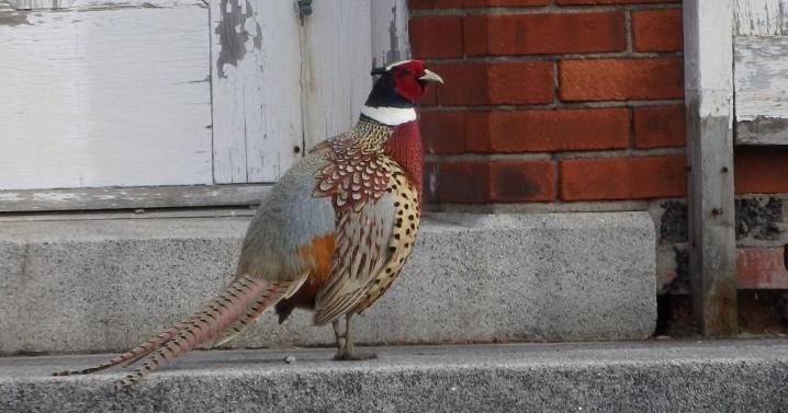 DEC plans pheasant release in Middlebury
