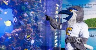 Tennessee Aquarium offers half-price admission for "College Days"