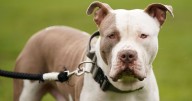 Schoolgirl, ten, killed by pet XL bully after being left home alone