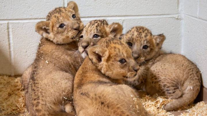 Denver Zoo Conservation Alliance's cubs approach one