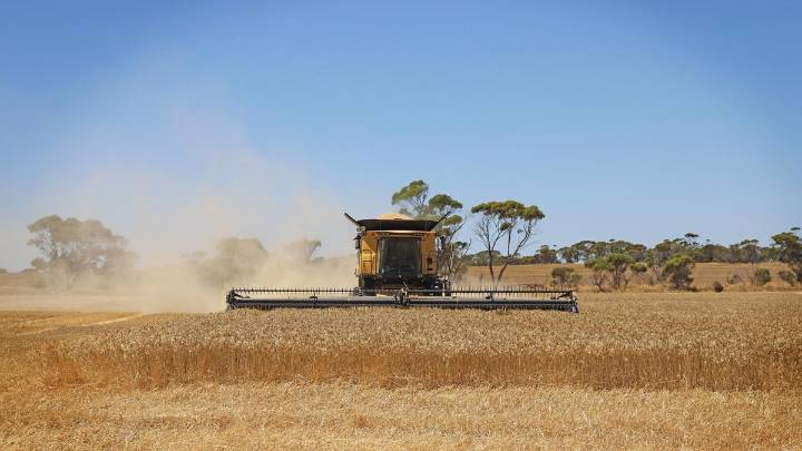 WA farmers set to harvest bumper 23 million tonne crop after plentiful rain and ‘soft spring’