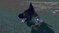 McHenry Sheriff’s K-9 helps find missing elderly man – NBC Chicago