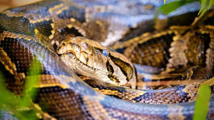 This Man Spends His Vacation Saving A National Park From Burmese Pythons, And It Earned Him $10,000