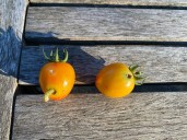 What to do when tomato fruitworms take over