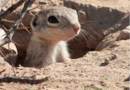 Semarnat exige mover el Grito en Ciudad Juárez para proteger ardillas moteadas