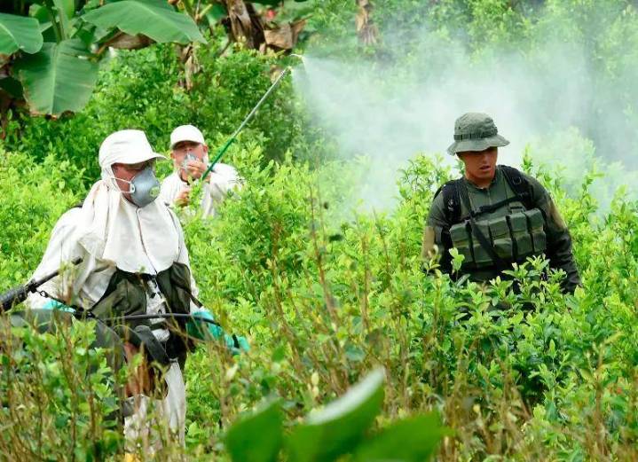 Descenso con Uribe, repunte con Santos y Duque, y ahora un pico con Petro: así ha sido el crecimiento de los cultivos de coca