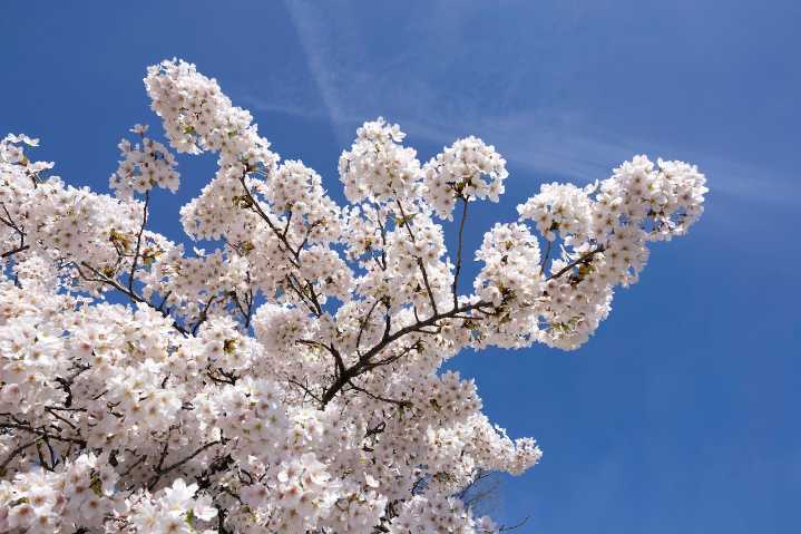 Portland sees 15% increase in street trees over past decade
