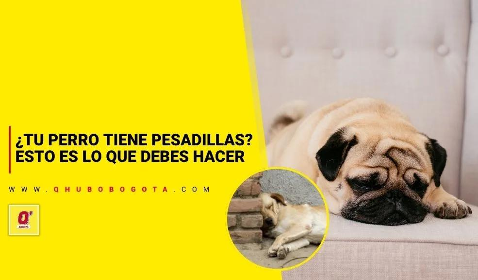 ¿Tu perro tiene pesadillas? Esto es lo que debes hacer - Noticias de Bogotá y Cundinamarca