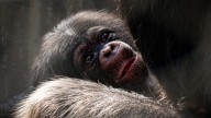 LA Zoo announces the birth of two chimpanzees, a first in over a decade