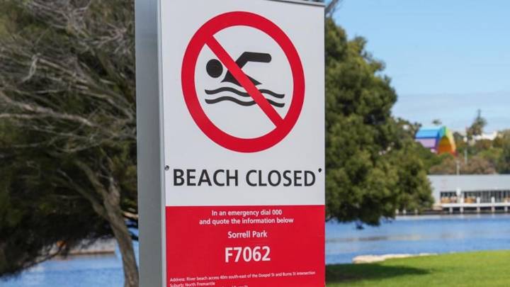 Bullsharks filmed in Swan River by tradies working above on Fremantle Traffic Bridge