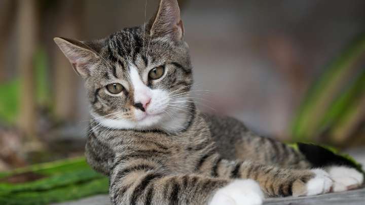 Los gatos a veces son muy difíciles de entender, y estos detalles pueden causar grandes malentendidos
