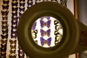 Australian scientists grapple with ‘despicable’ butterfly heist