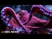 Farewell to a beloved octopus at California aquarium