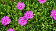 Cómo hago para que mi rayito de sol se llene de flores esta primavera