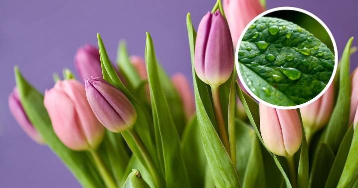 ¿Las plantas tienen sensibilidad? Descubre lo que dice la ciencia