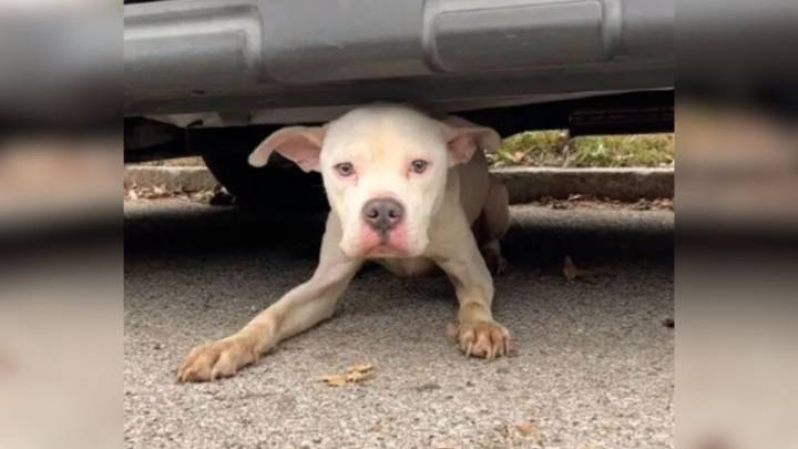 Missouri Rescuer Finds Dog In Heartbreaking Condition Under A Car, Begging For Help