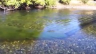 El río Chimehuín, símbolo de Junín de los Andes, enfrenta niveles críticos de contaminación