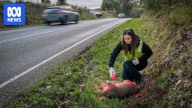 Fresh calls for wildlife crash reporting laws after women die on Hume Freeway helping kangaroo