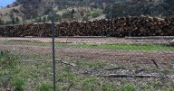 'No choice': paper giant sues after state logging ban