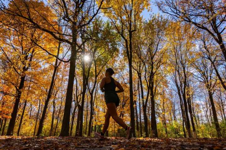What could drought-stricken forests mean for Canada’s fall foliage?