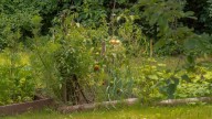 The Onion-Like Wild Herb You May Be Able To Forage From Your Yard