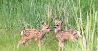 Mule deer fawn shot by archer, left to die, at Billings Rod and Gun Club