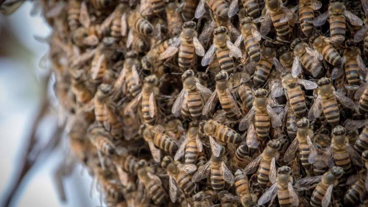 Abejas asesinas atacan a jarochos en Tantoyuca y matan a un abuelito