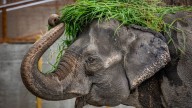 Illinois zoo's new exhibit is going to be cruel to elephants