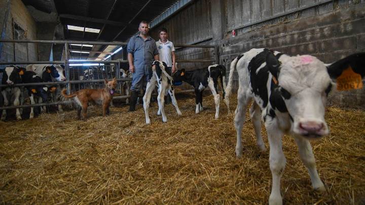 Galicia ofrece vacunas gratuitas contra la lengua azul para los ovinos