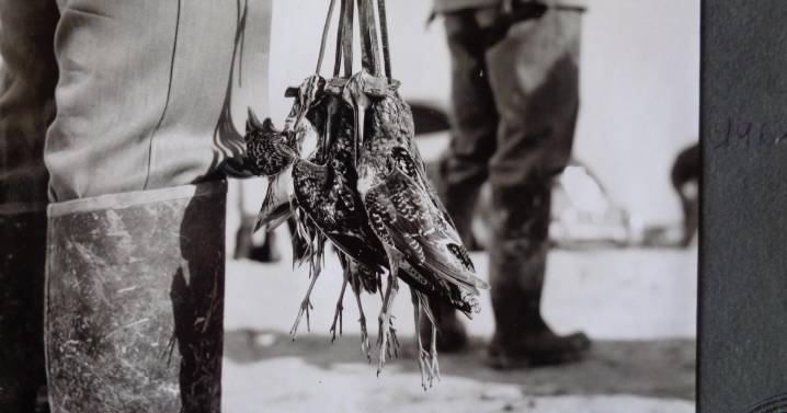 Carne de campo