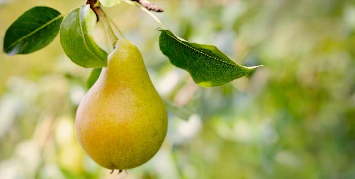 The Trick to Buying the Tastiest Pears That Most Don’t Know
