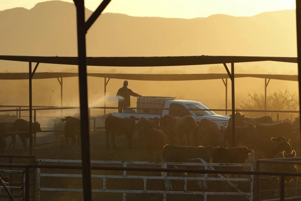 Caso de gusano barrenador en Nuevo León genera alarma en EU