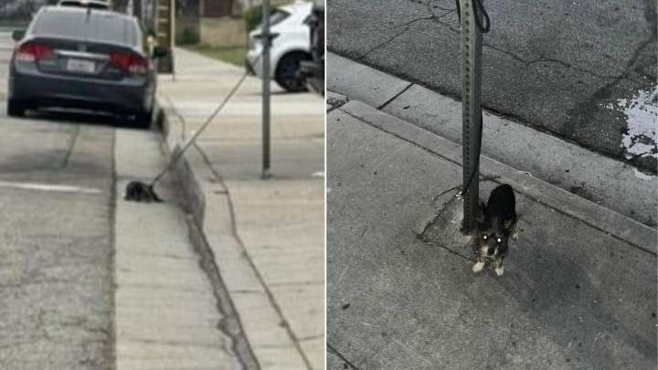 California Pup Was Bound To A Pole In Plain Sight But Only One Person Took Action