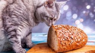 Can Cats Eat Bread? Explaining Empty Calories