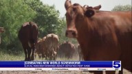 Reactions in Starr County after new screwworm...