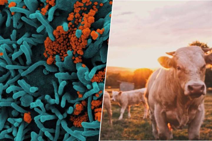No sabíamos cuándo se habían desatado las grandes epidemias: ahora la ciencia 'culpa' al origen de la ganadería