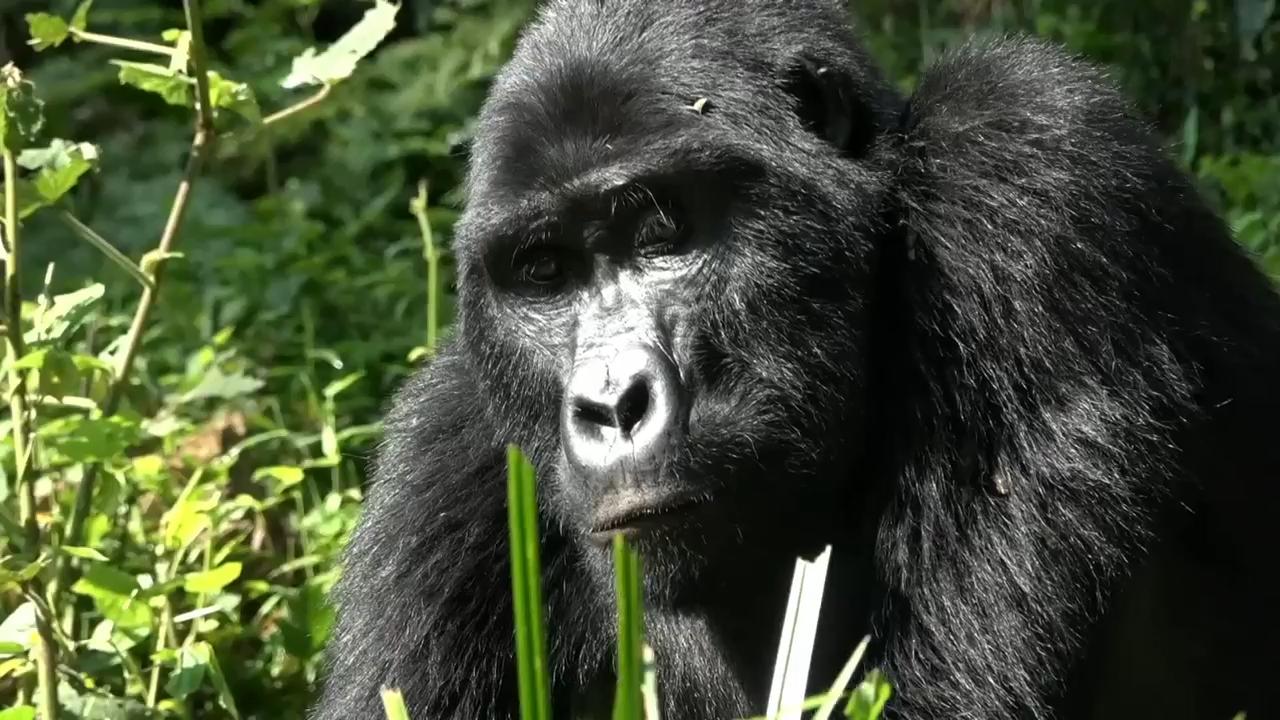 In Uganda, a vibrant tourist economy boosts the conservation of endangered mountain gorillas