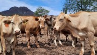Senasica y USDA establecen sistema de trampas para detectar moscas del gusano barrenador