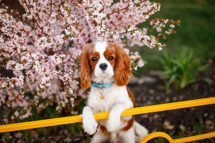 11 Elegant Dog Breeds That Carry Themselves Like Nobility