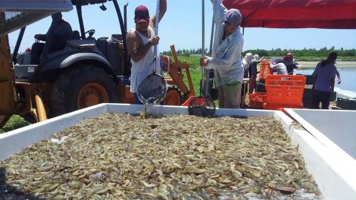 Extienden veda de camarón en tres estados del sureste mexicano