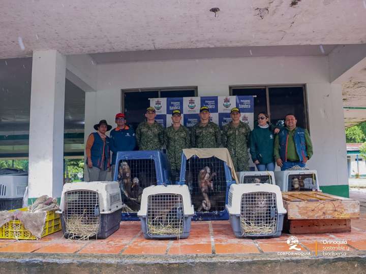 Corporinoquia y otras entidades liberaron 77 animales silvestres en el Vichada