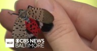 What is being done to prevent rise of the spotted lanternfly in Maryland?